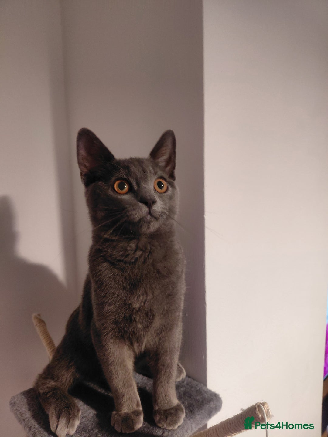 British Shorthair cats for sale: British Shorthair cross - Advert 5