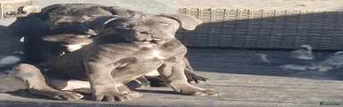 Cane Corso Puppy 6