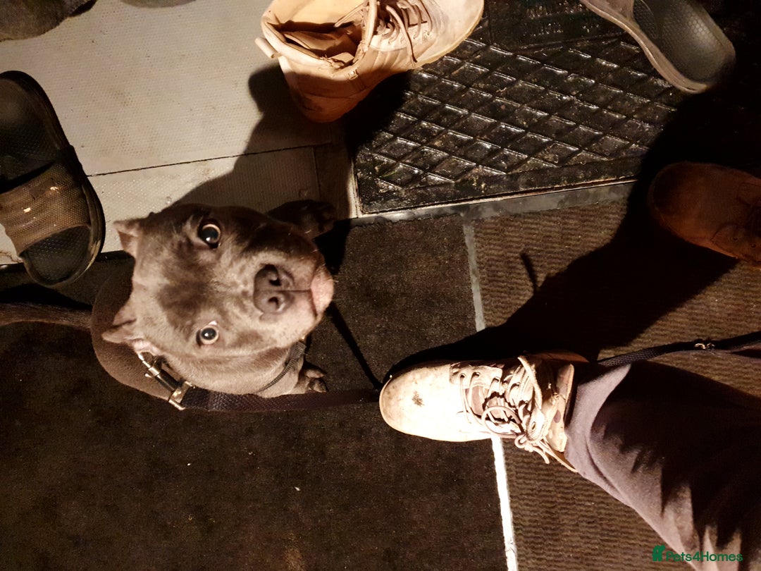 Staffordshire Bull Terrier dogs for sale: blue Staffordshire bull terrier puppy  - Advert 10