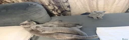 British Shorthair cats for sale: Beautiful Blue British Shorthair Kittens Ready Now - Advert 6