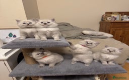 Ragdoll cats for sale: 5 Pure Ragdoll Kittens (7 Weeks Old) in Camborne - Image 1