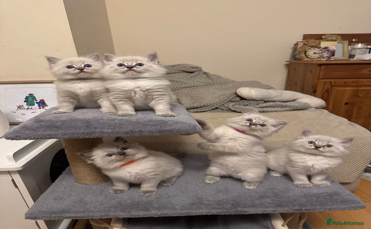 Ragdoll cats in Camborne - Advert 8