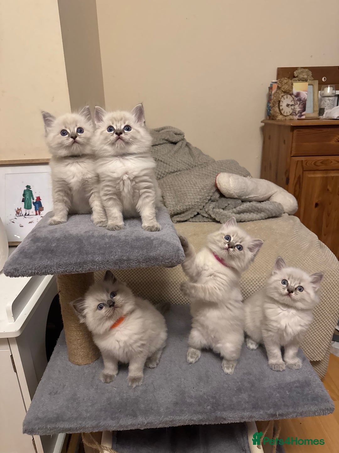 Ragdoll cats for sale: 5 Pure Ragdoll Kittens (7 Weeks Old) in Camborne - Image 1