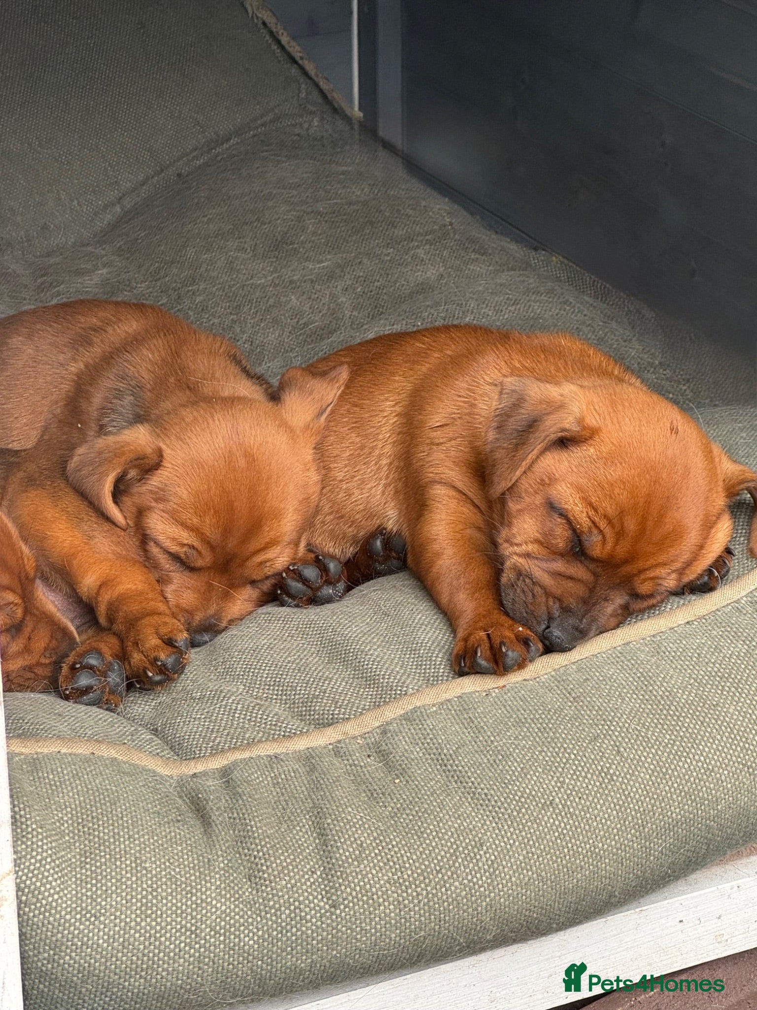 Mixed Breed dogs 2 mixed puppies looking for a new home. - Advert 2
