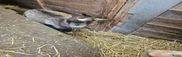Goats livestock for sale: 2 very small pygmy goats  - Advert 2