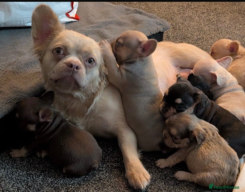 French Bulldog dogs for sale: 🔥 Unbelievable litter of 11 French Bulldogs 😍 - Advert 1