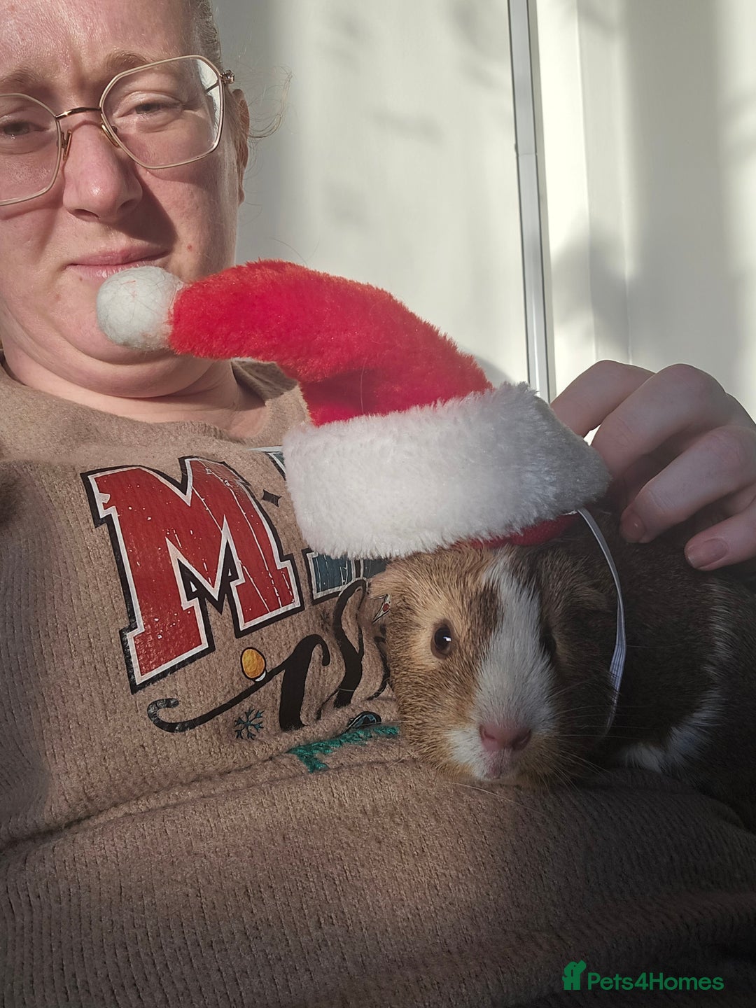 Guinea Pig rodents for sale: Full indoor set up and 6 pigs  - Advert 7