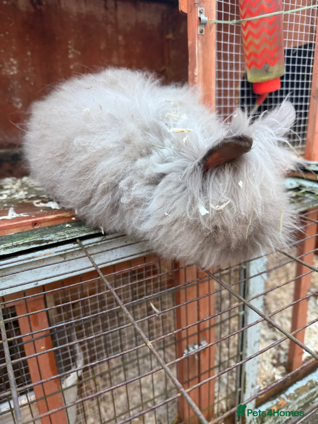 Mixed Breed rabbits for sale: Lionhead x in Stafford - Advert 2