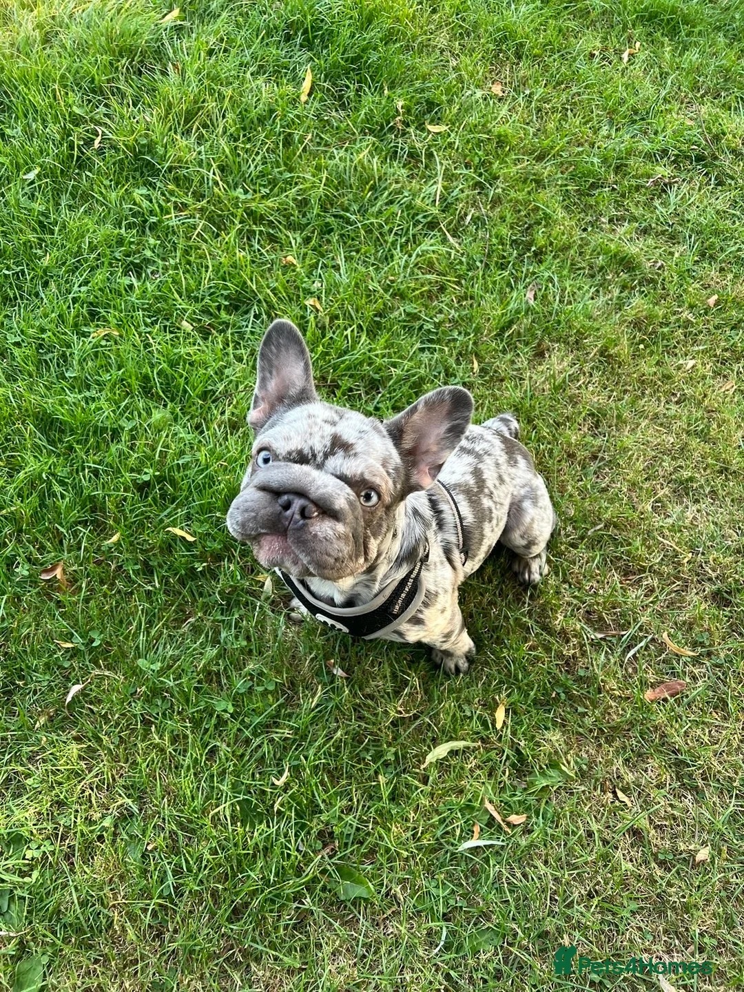French Bulldog dogs for sale: Beautiful French Bulldog Puppies - Advert 2