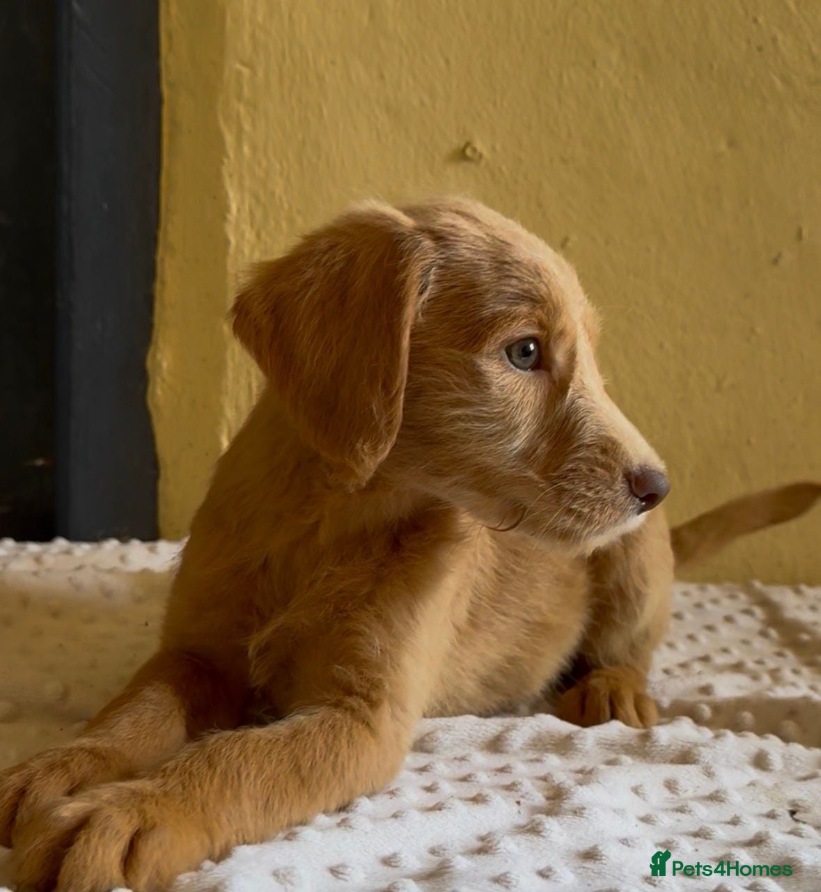 Labradoodle dogs Top Quality Mini Australian Labradoodles FULL VAC  - Advert 2