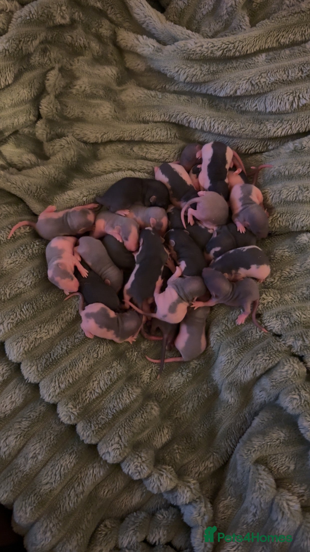 Rat rodents Baby rats mixed  - Advert 1