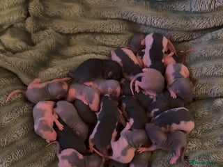 Rat rodents Baby rats mixed - Advert 1