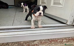 Boston Terrier dogs for sale: 9 BEAUTIFUL BOSTON TERRIER PUPPIES (4 GIRLS LEFT) - Image 7