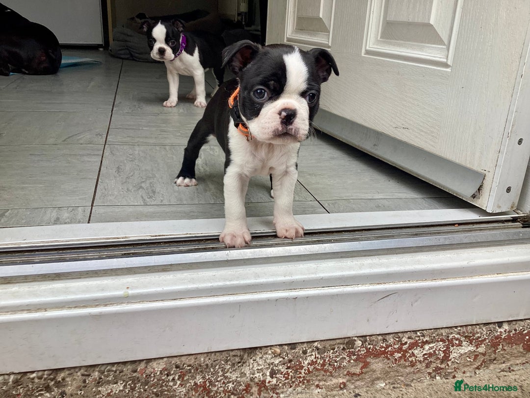 Boston Terrier dogs for sale: 9 BEAUTIFUL BOSTON TERRIER PUPPIES (4 GIRLS LEFT) - Image 7
