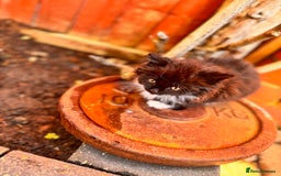 Mixed Breed cats for sale: two boys and a girl - Image 14