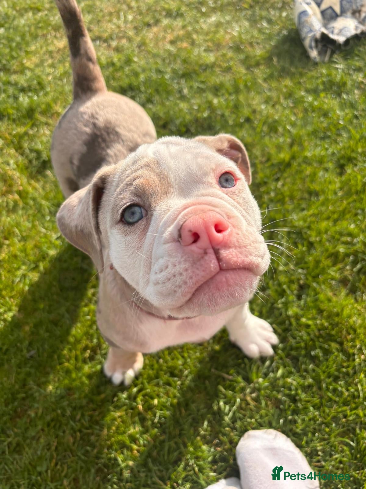 Olde English Bulldogge dogs Olde English Bulldogge puppies - Advert 17