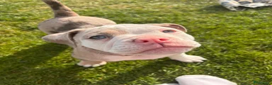 Olde English Bulldogge Puppy 4