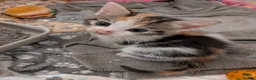 Mixed Breed cats for sale: Three beautiful kittens ready for their new homes - Advert 14