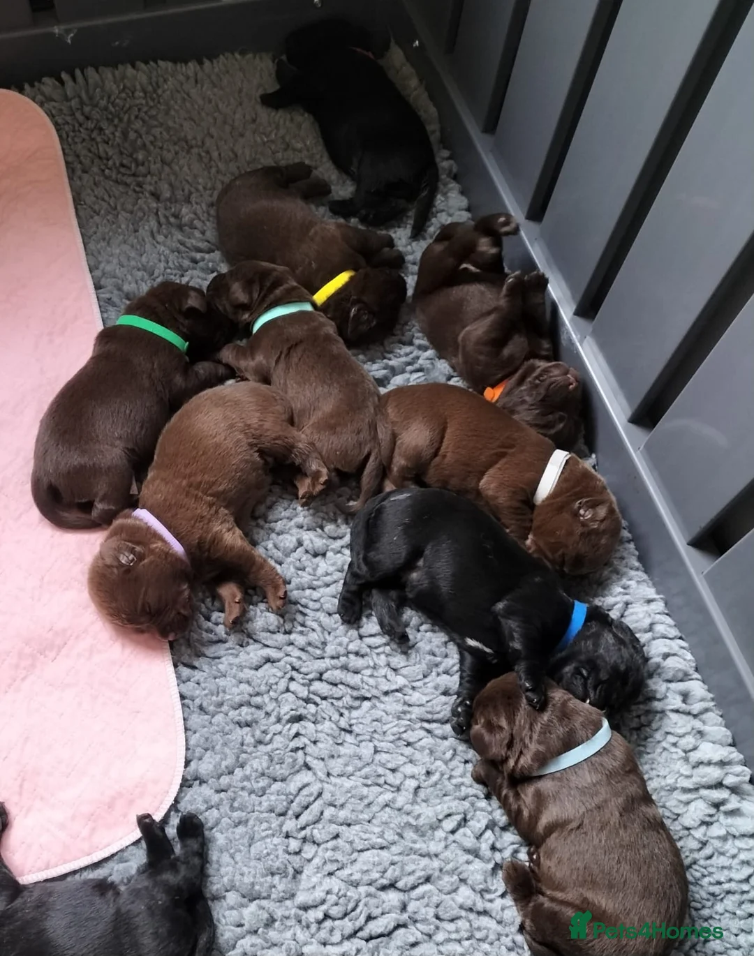 Labrador Retriever dogs for stud: Erik, fully health tested, proven stud, KC reg. in Bungay - Advert 8