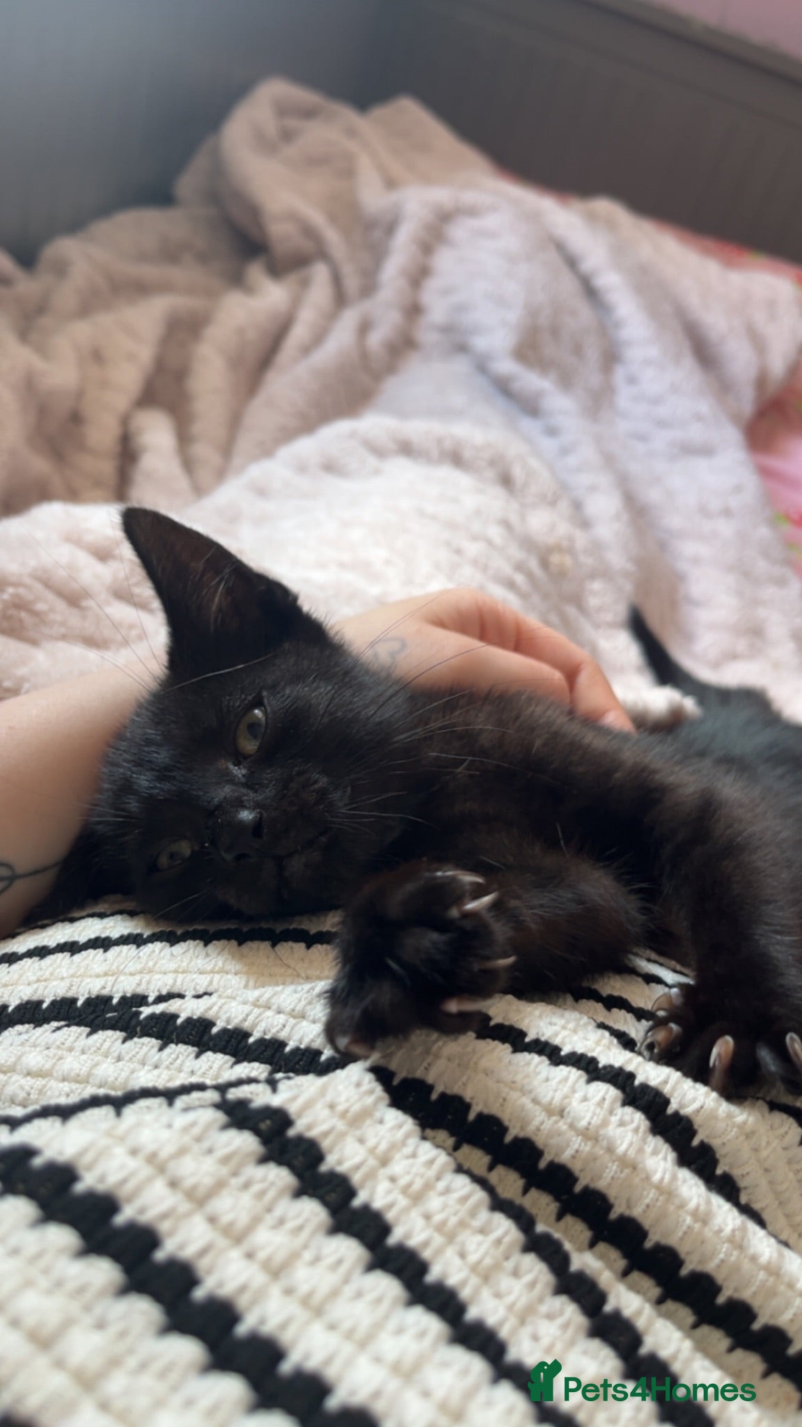 British Shorthair cats Rolo, 5 Months old - Advert 4