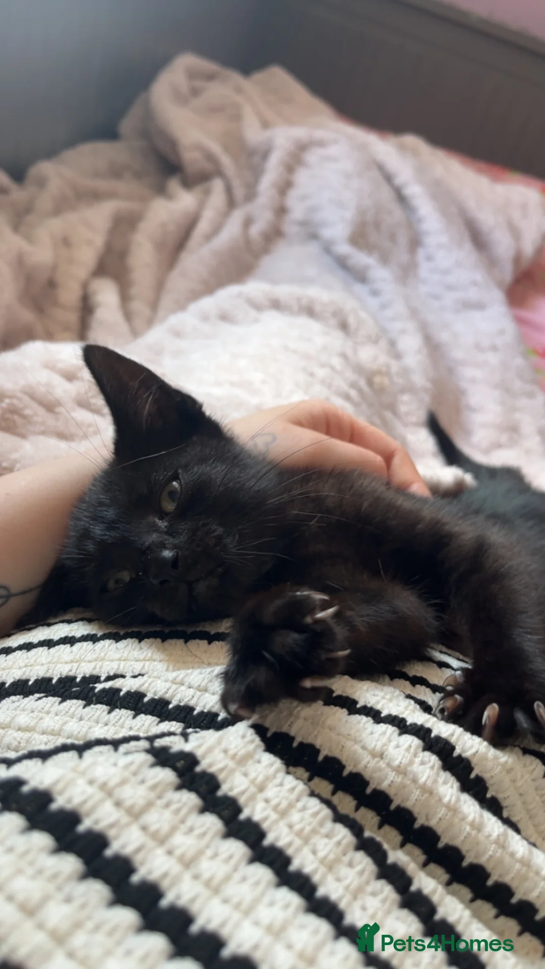 British Shorthair cats for sale: Rolo, 5 Months old in Mansfield - Advert 1