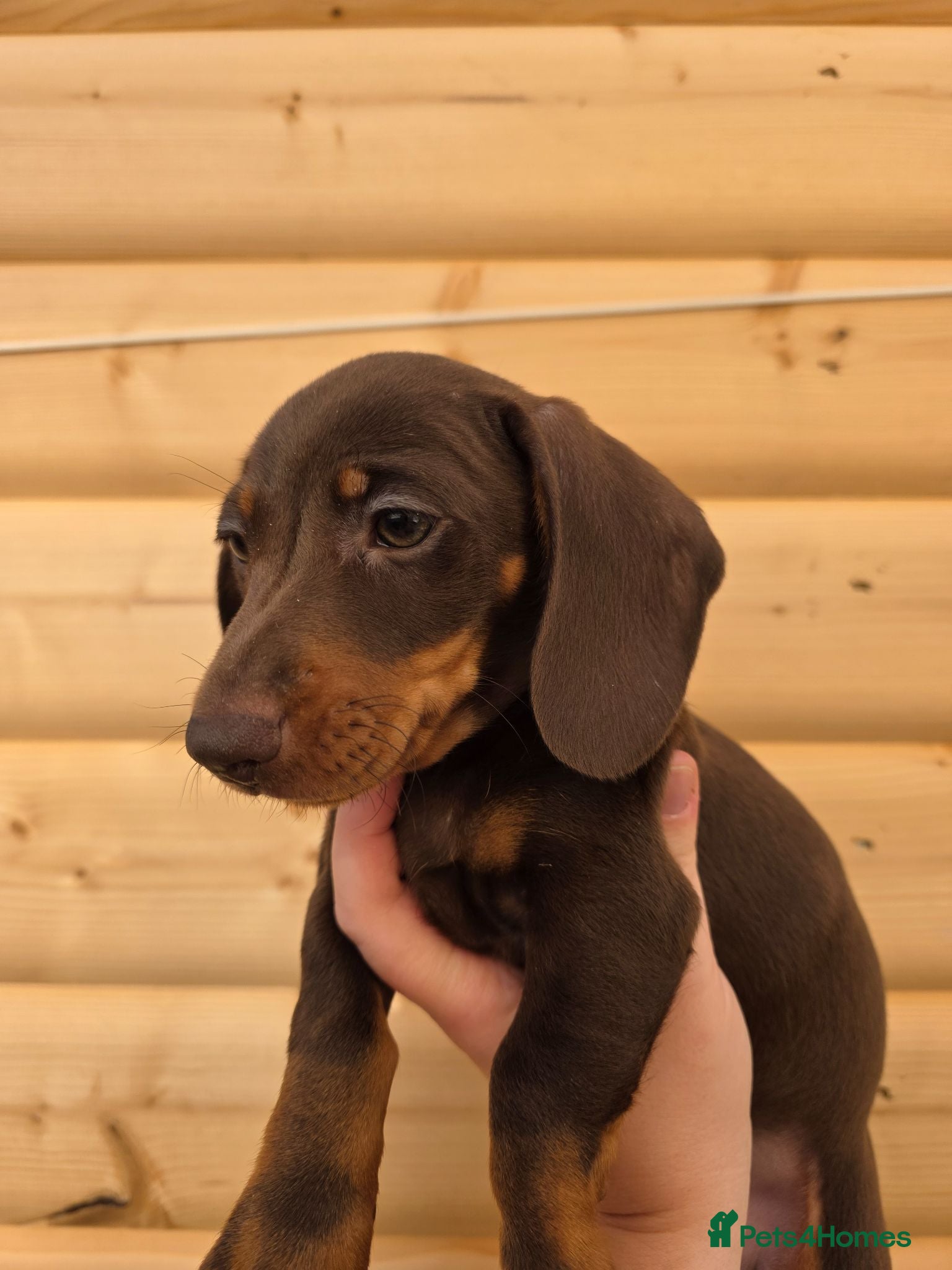 Miniature Dachshund dogs Mini dachshund pups ready to leave - Advert 11