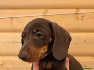 Miniature Dachshund dogs Mini dachshund pups ready to leave - Advert 11
