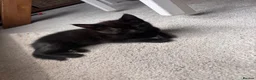 Mixed Breed cats for sale: Half Main Coon Kittens  - Advert 18