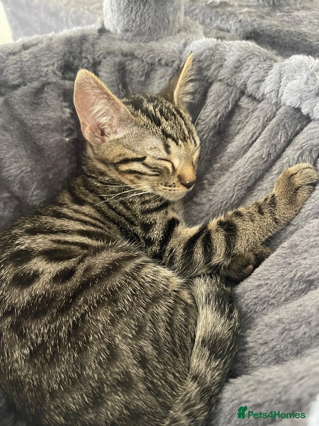 Mixed Breed cats for sale: Mixed Bombay Bengal - Advert 4