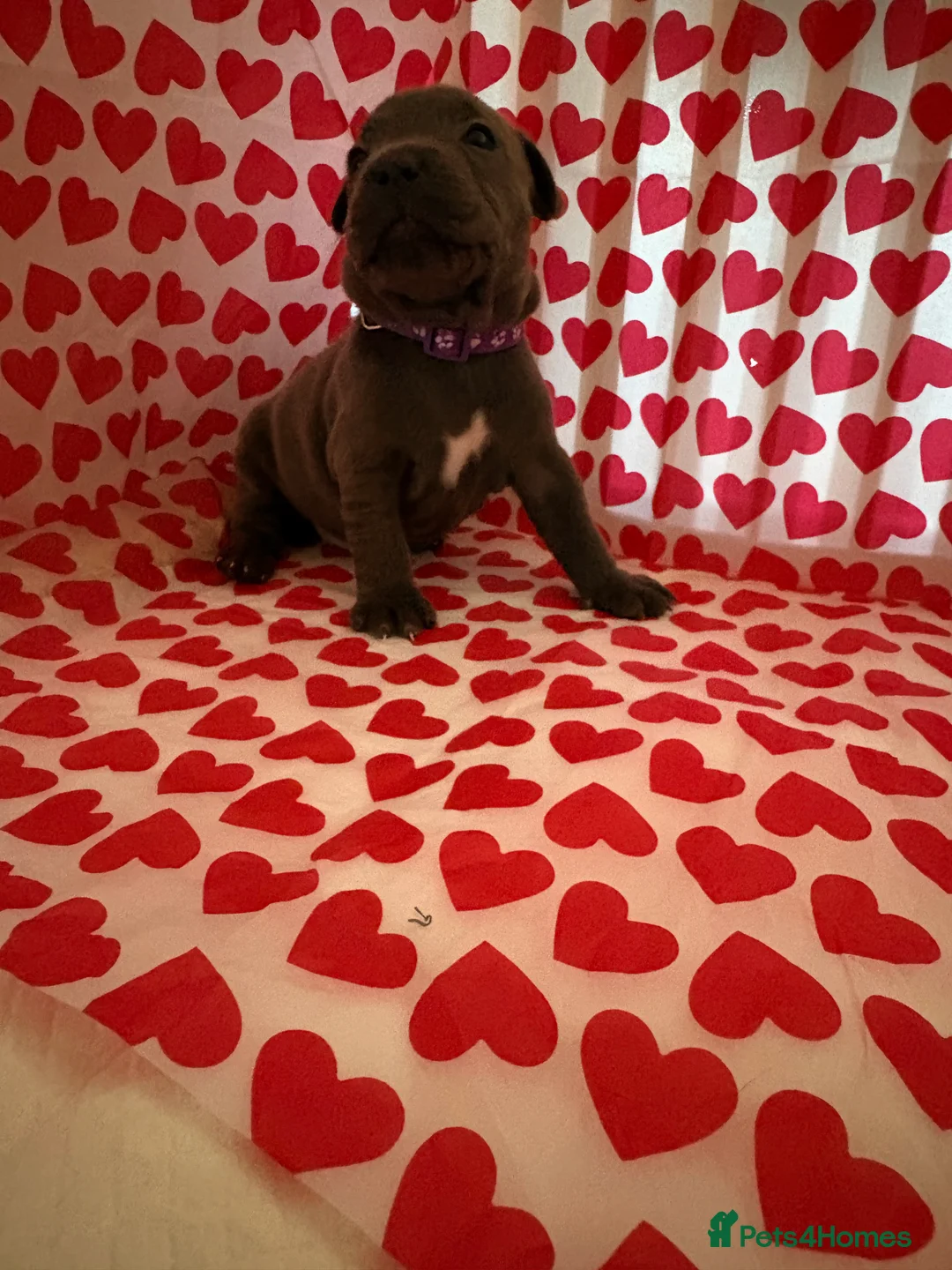 Staffordshire Bull Terrier dogs for sale: Blue staffy puppies, kent - Advert 14