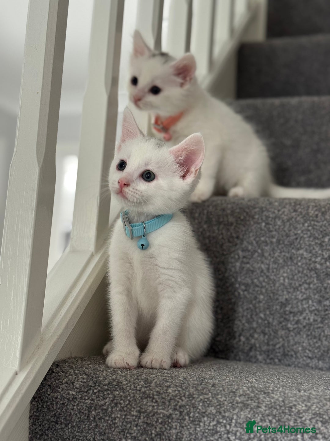 Mixed Breed cats for sale: Mixed breed white kittens  - Image 23