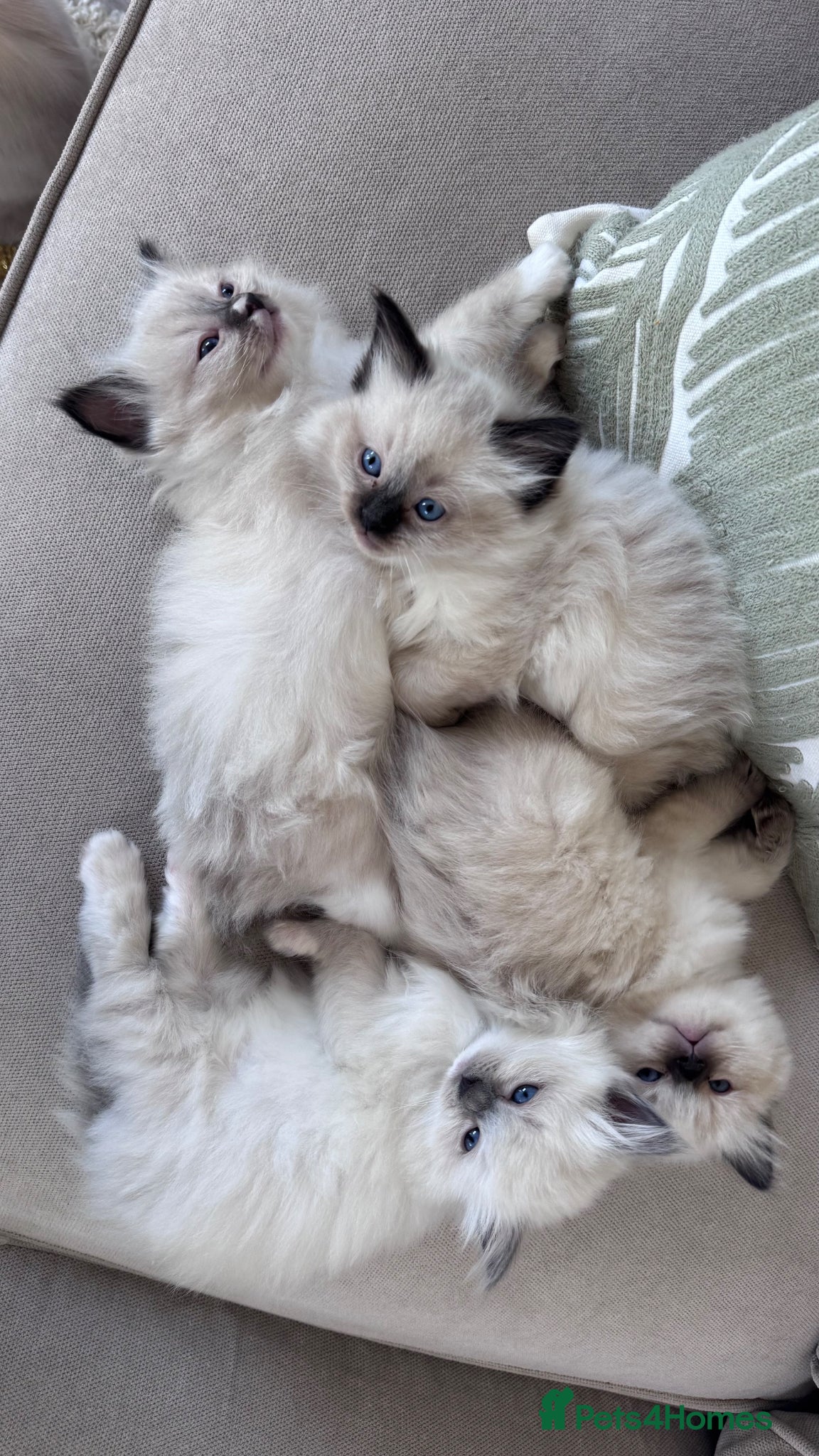 Ragdoll cats Fluffy Ragdoll Kittens - Advert 6