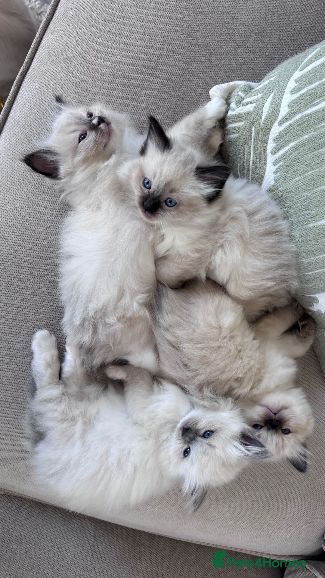 Ragdoll cats for sale: Fluffy Ragdoll Kittens - Advert 1