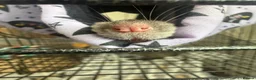 Rat rodents for sale: Two beautiful Rats for sale  in Porth - Advert 2