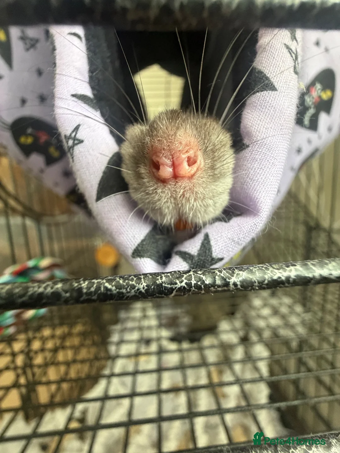 Rat rodents for sale: Two beautiful Rats for sale  in Porth - Advert 2