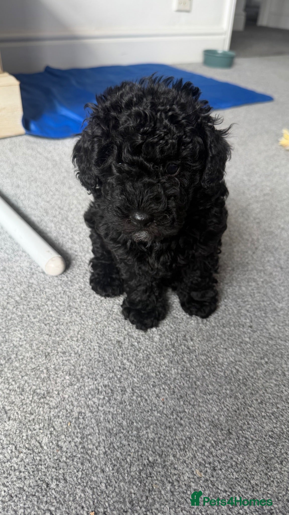 Schnoodle dogs Adorable Schnoodle puppy  - Advert 5