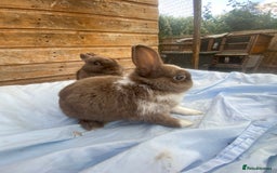 Netherland Dwarf rabbits for sale: Netherland dwarfs  - Image 2