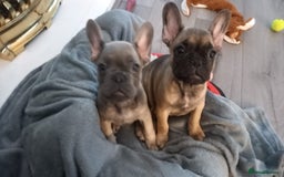 French Bulldog dogs for sale: Frank&fred - Image 8