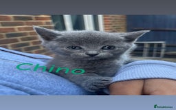British Shorthair cats for sale: Stunning British short hair 4 sale  - Image 5