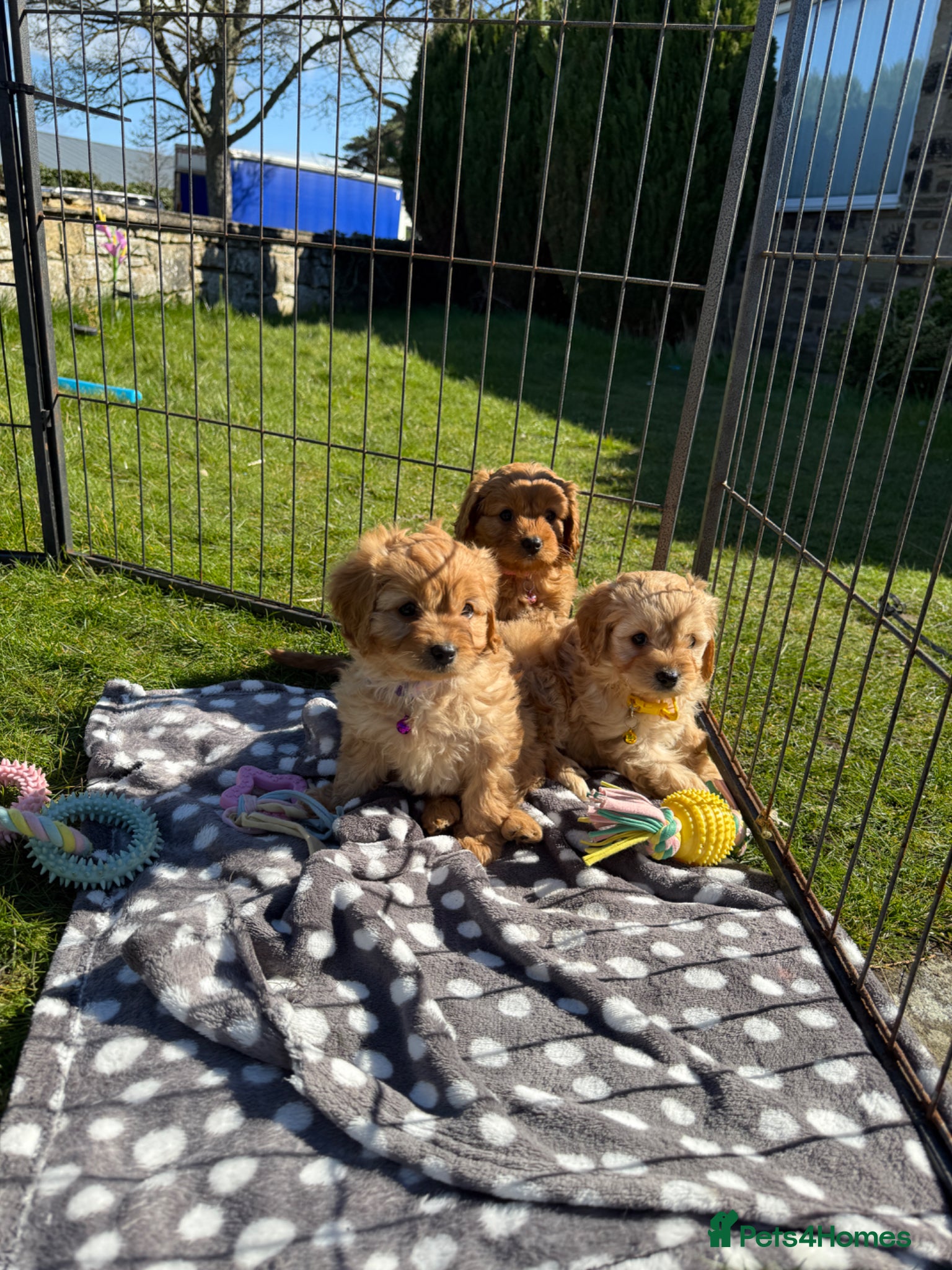 Cavapoo dogs  Exceptional Health Tested Cavapoo Puppies - Advert 1