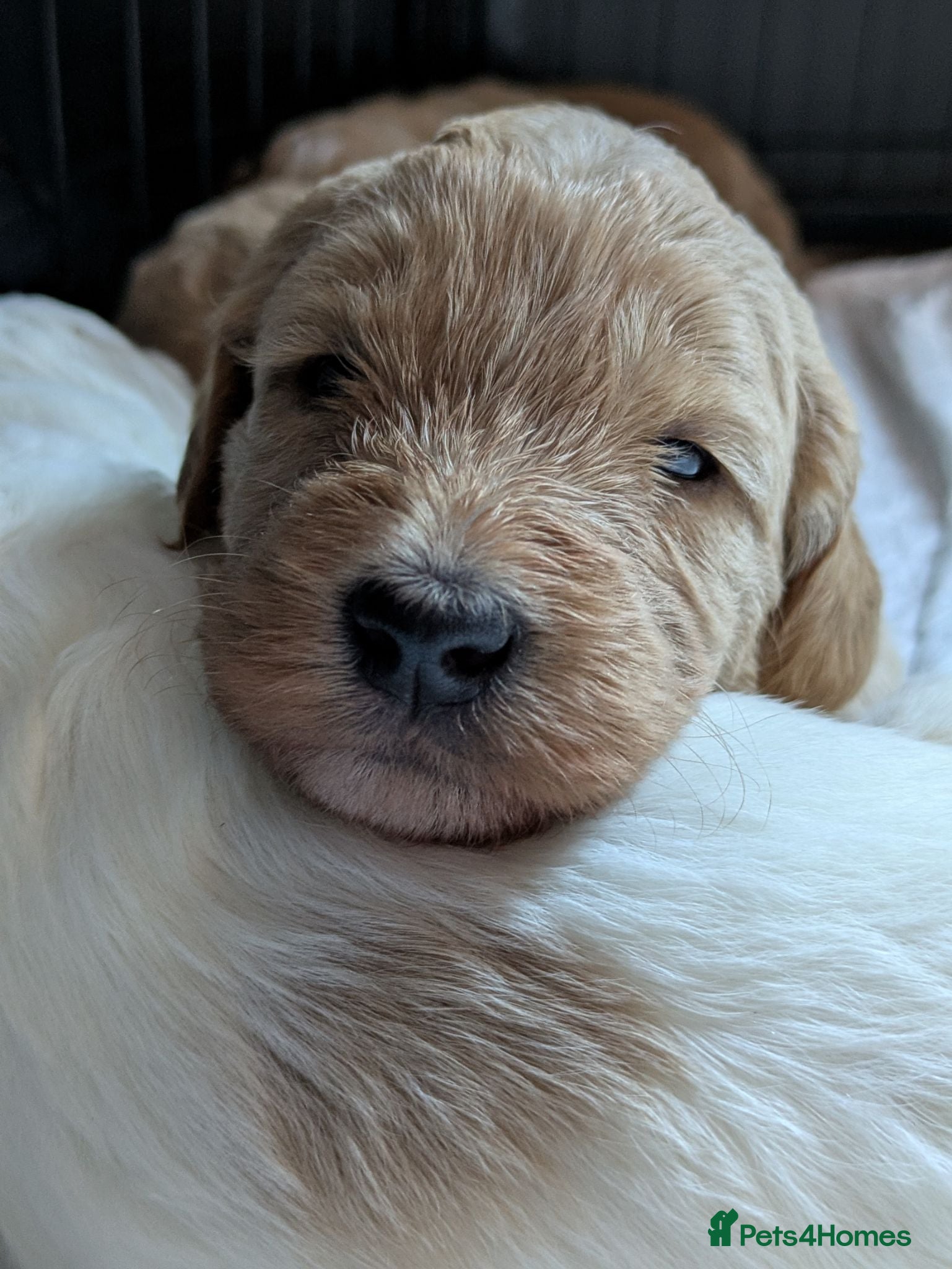 Australian Labradoodle dogs Tosha's and Rufus puppies - Advert 1