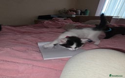 British Longhair cats for sale: Ready for their forever homes!! - Image 2