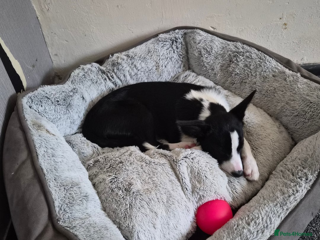 Border Collie dogs for sale: 16 week old female border collie for sale  - Image 5