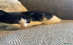 Mixed Breed cats for sale: Black and white kittens  - Image 2
