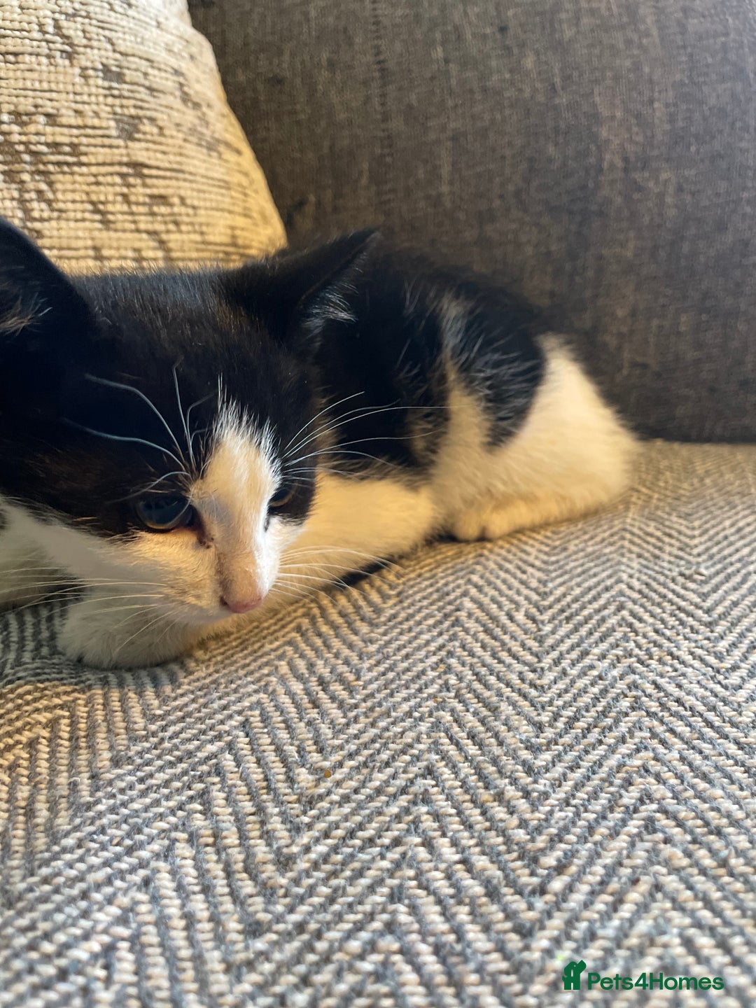 Mixed Breed cats for sale: Black and white kittens  - Image 2