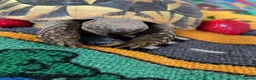 Hermann Tortoise reptiles for sale: Female Hermann tortoise - Advert 3