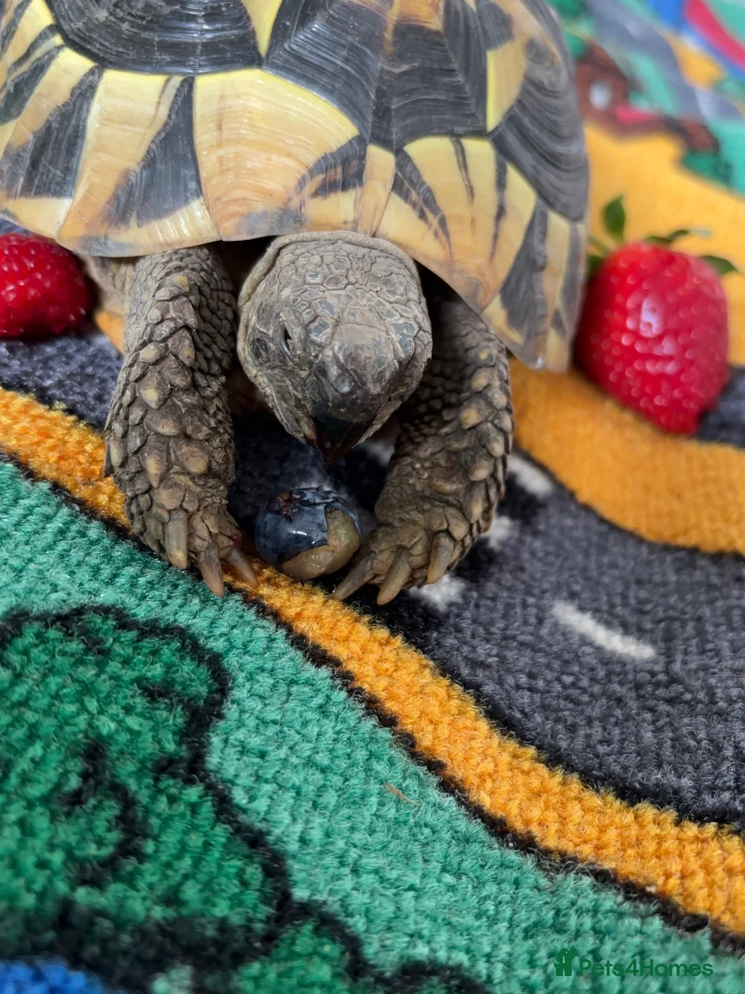 Hermann Tortoise reptiles for sale: Female Hermann tortoise - Advert 3
