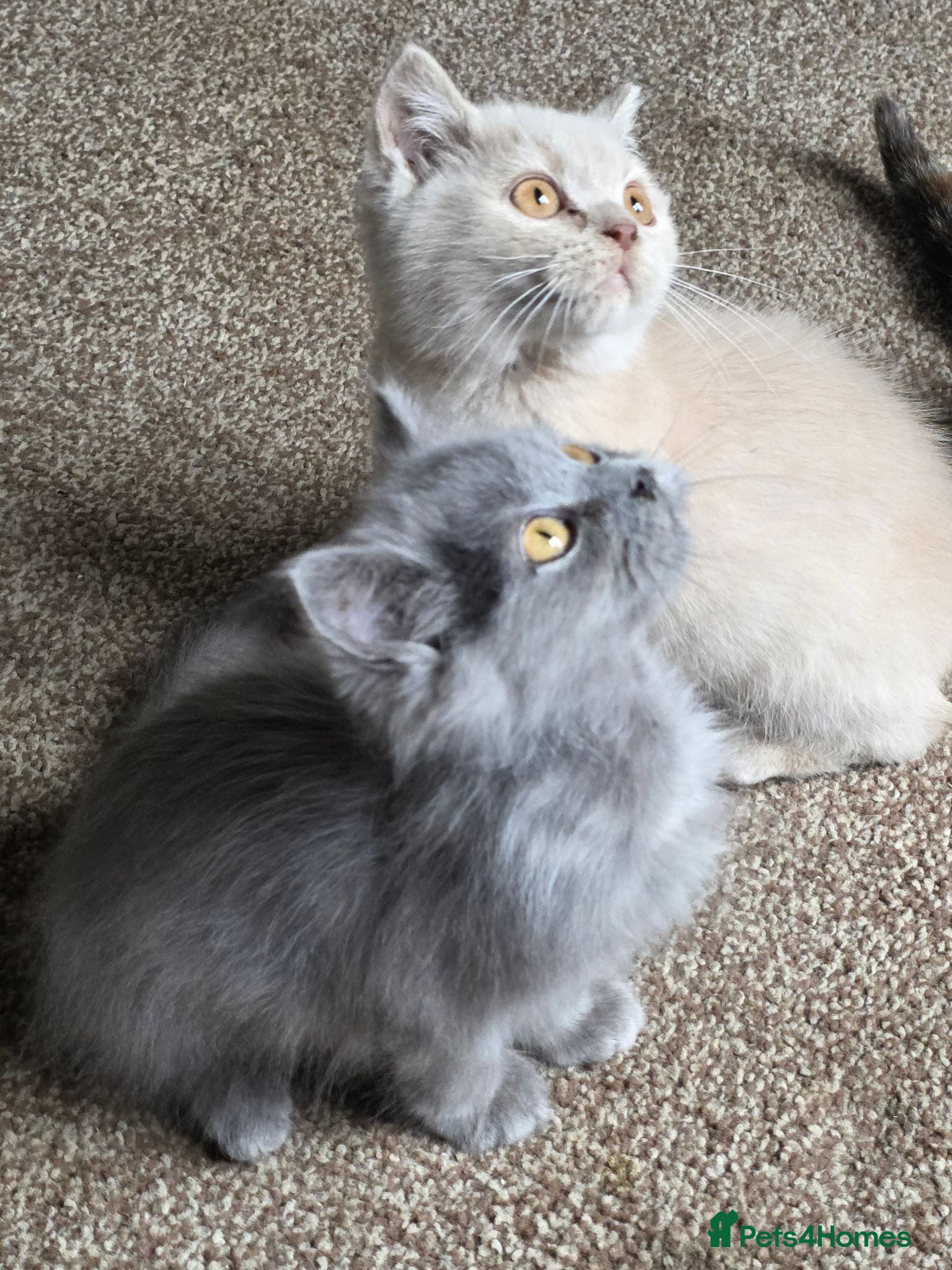 British Shorthair cats Beautiful BSH Kittens - Advert 11