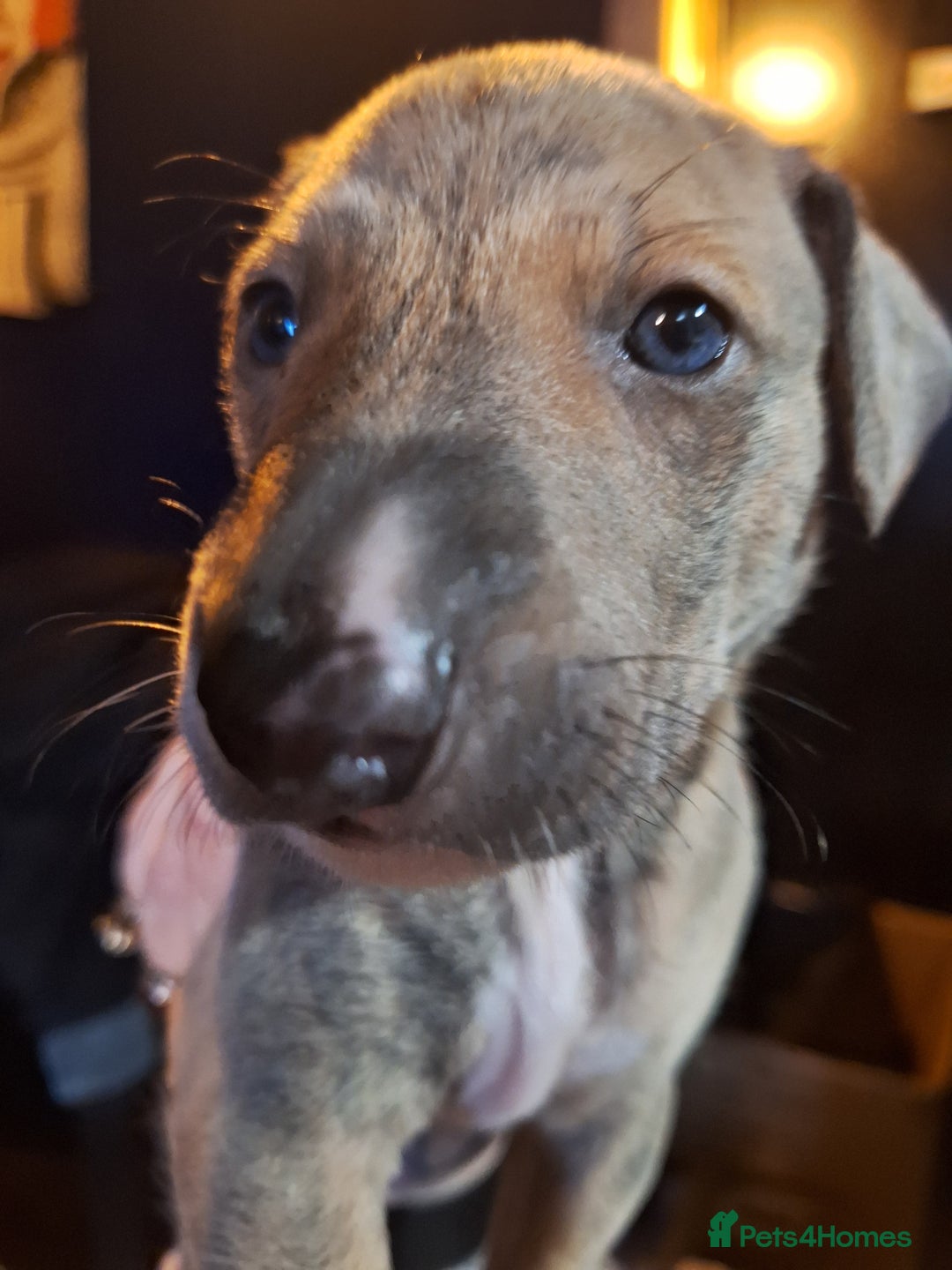 Lurcher dogs for sale: Really Now saluki Lurcher  - Advert 36