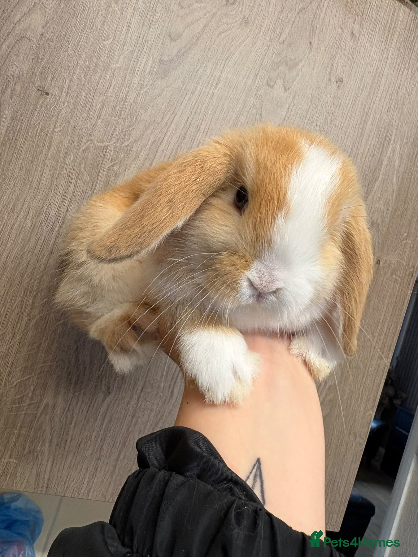 Mini Lop rabbits for sale: 2x remaining Doe baby Mini Lops  - Advert 18